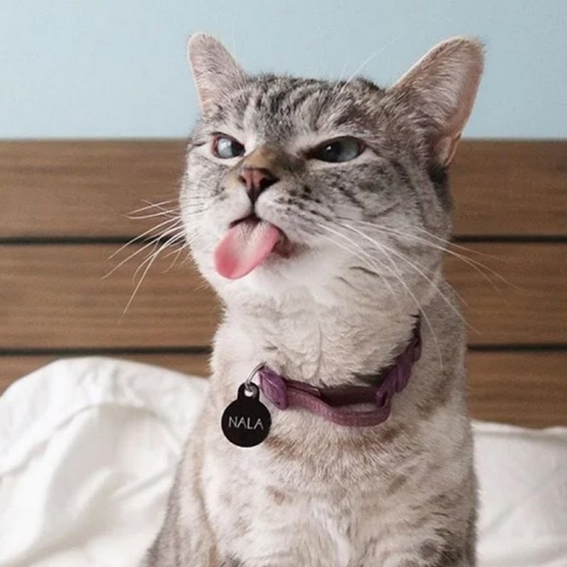 Удивленная кошка