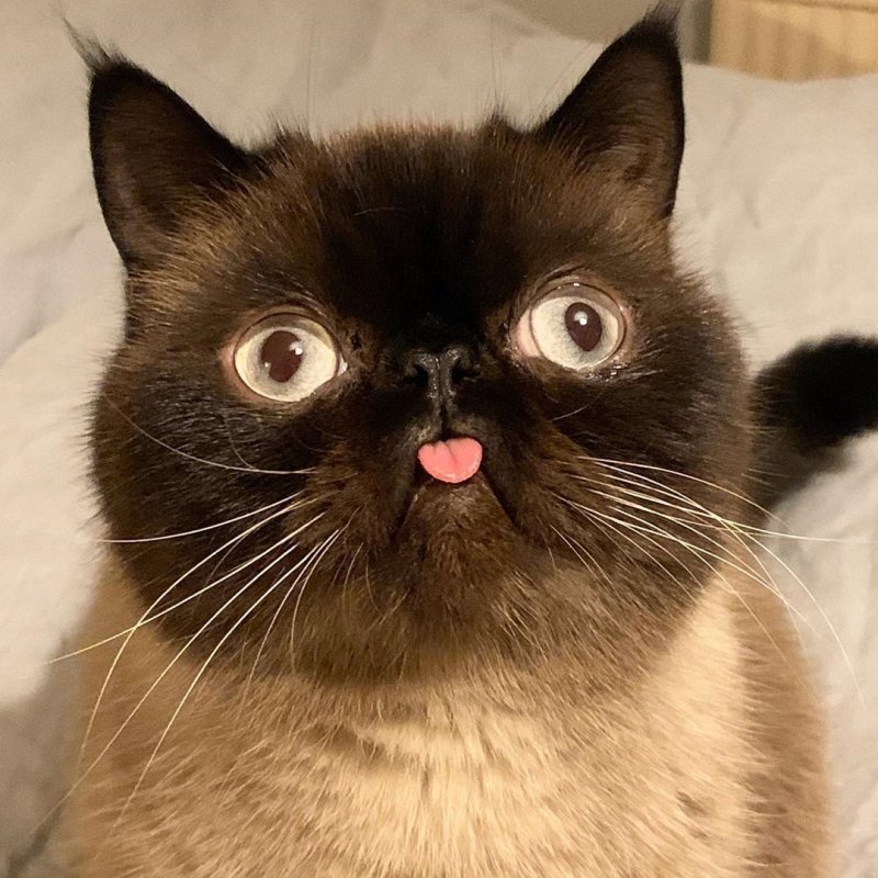 Кот с высунутым языком Мем