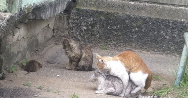 ПОМОЕЧНЫЙ котенок