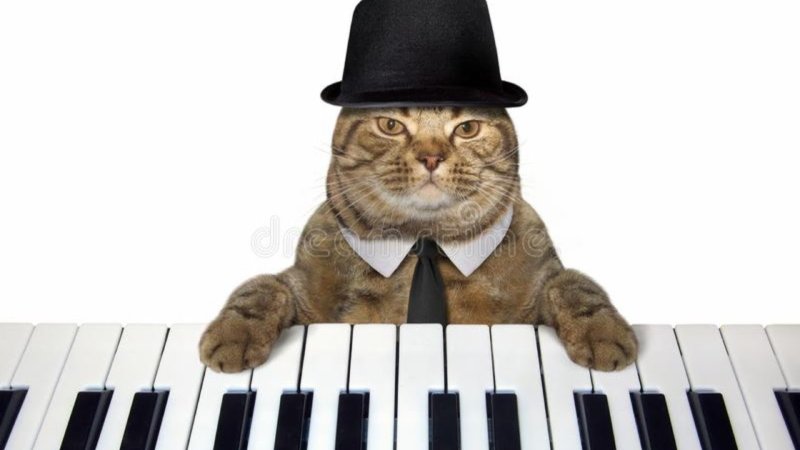 Кот на пианино