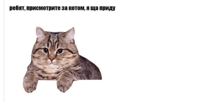 Мемы с котами на белом фоне