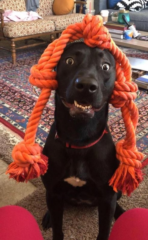 Смешные собаки