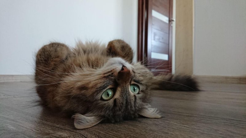 Бедные коты Мем