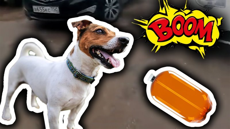 Собака из мема с кегой