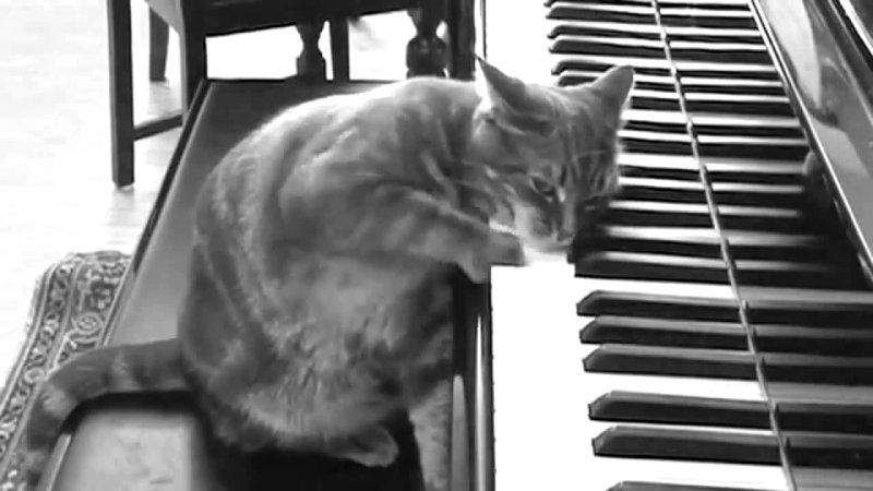 Кот на пианино