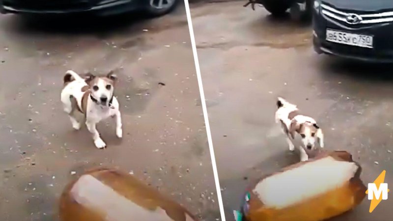 Джек Рассел терьер и пивная кега