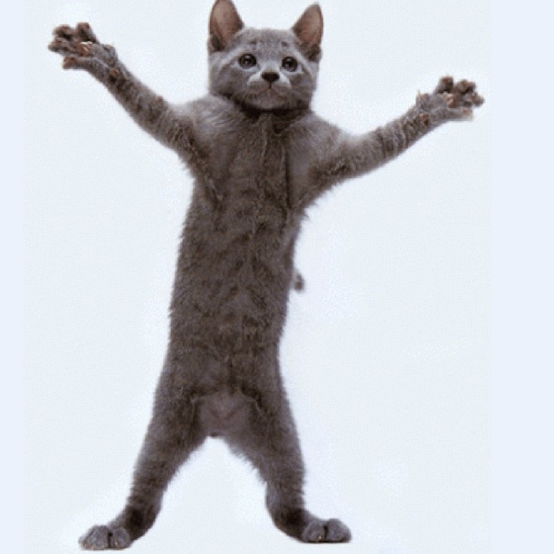 Танцующий кот