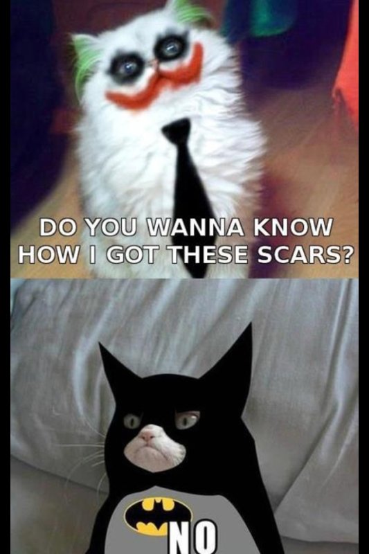 Мемы с кошками