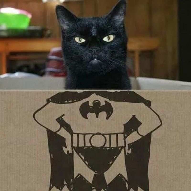 Этому городу нужен новый герой кот