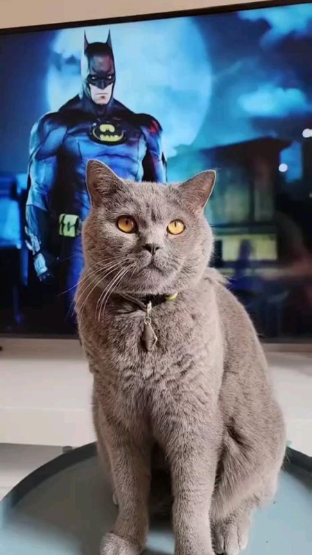 Кошка вампир