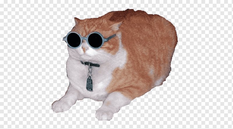 Котики без заднего фона