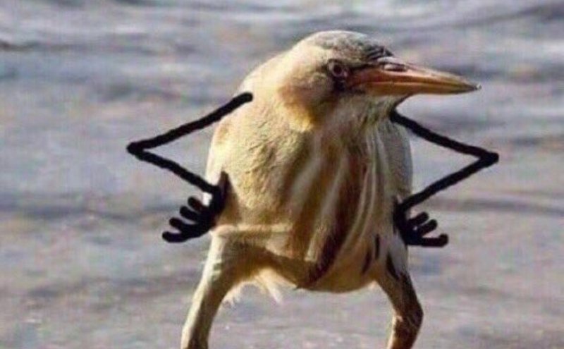 Птица киви так блэт