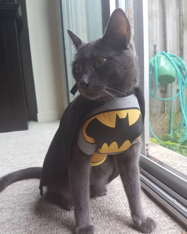 Коты Супергерои