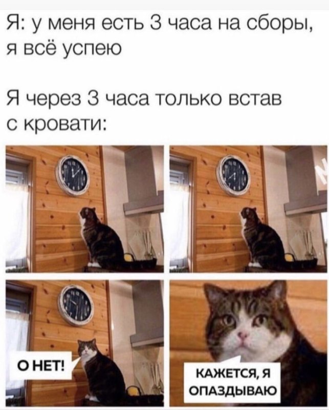 О нет кажется я опоздал кот