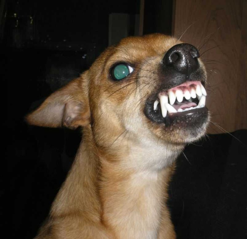 Смешная злая собака