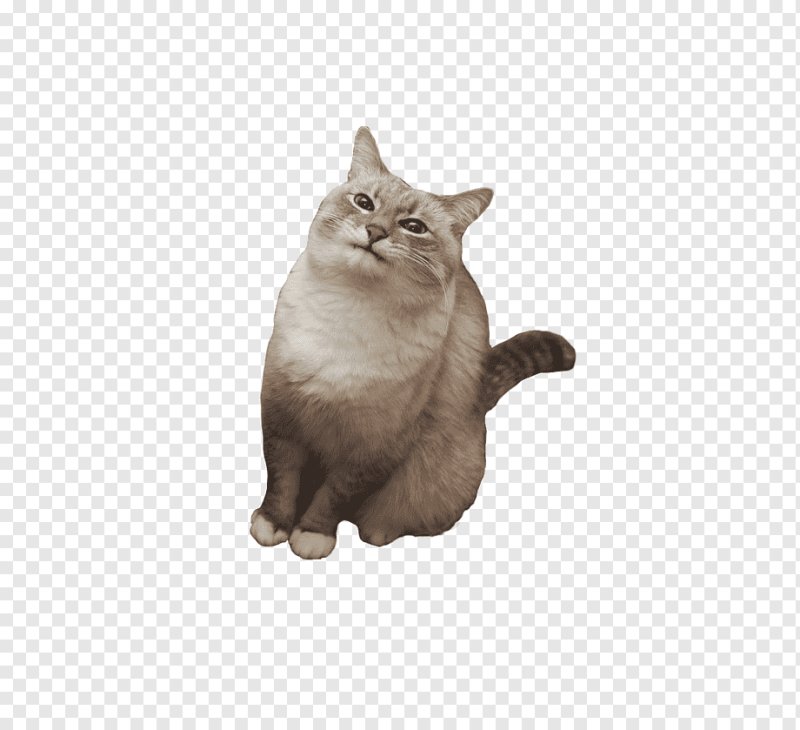 Коты на белом фоне