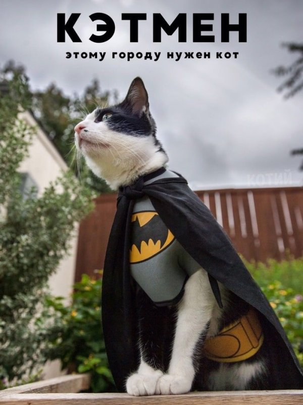 Кот в костюме