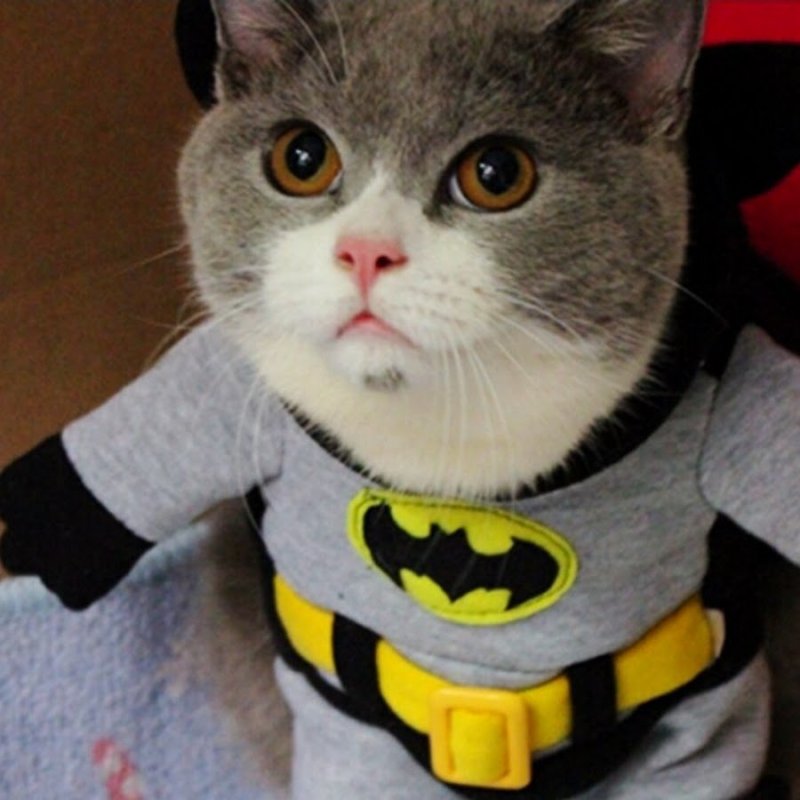 Костюмы для котиков