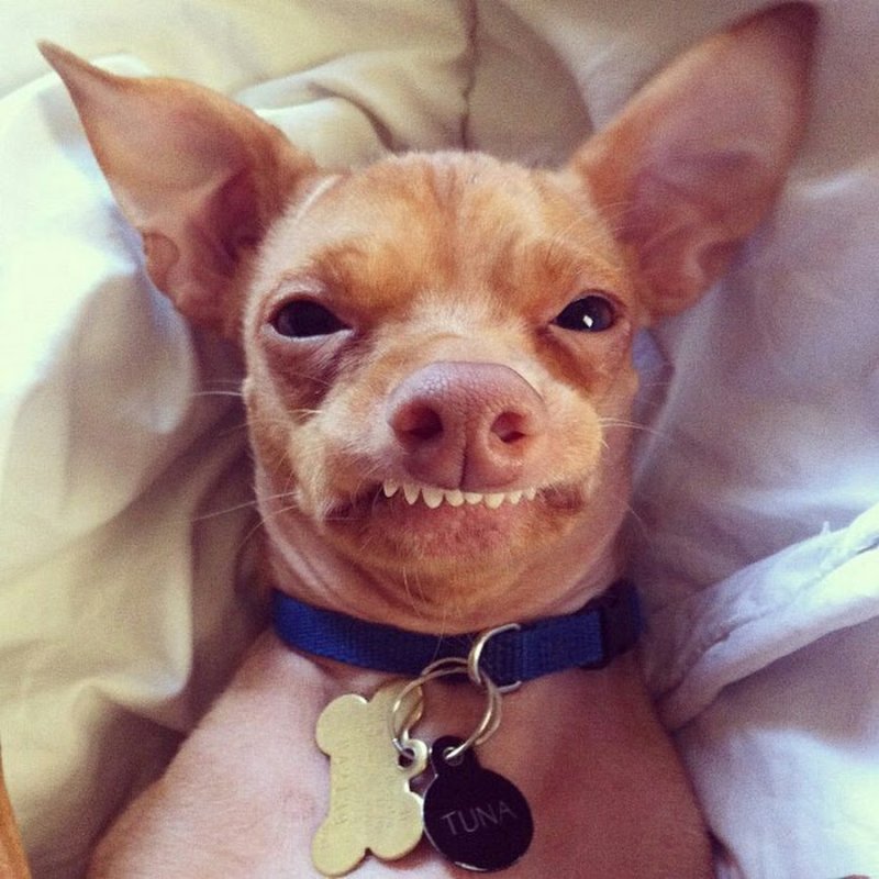 Смешные чихуахуа