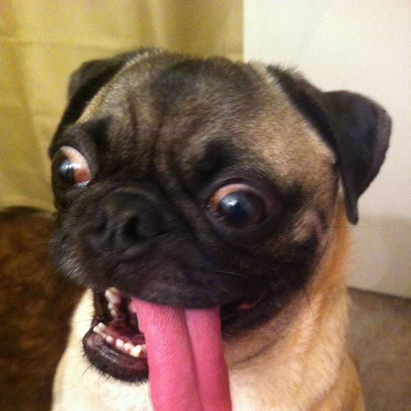 Мопс породы собак