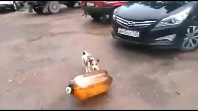 Собака и кега из под пива