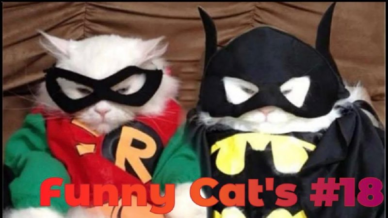Кот в маске Бэтмена