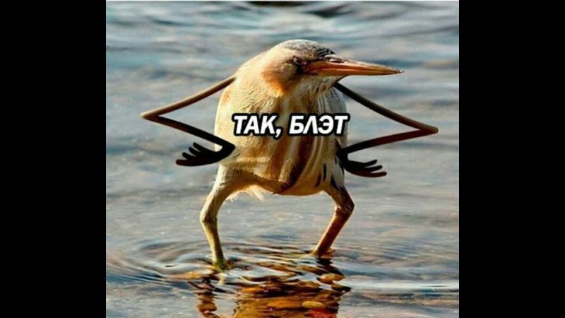 Птичка киви так блэт