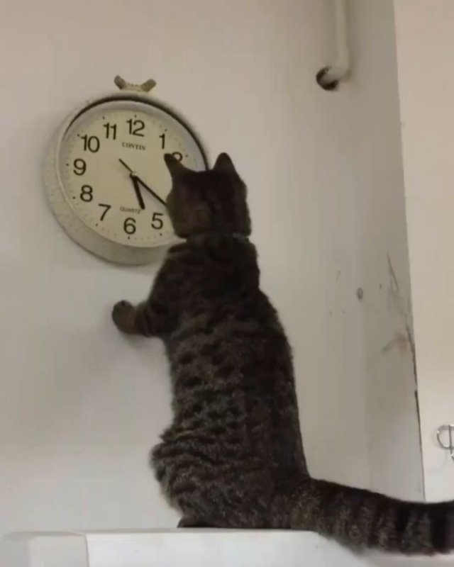 Котик опоздал