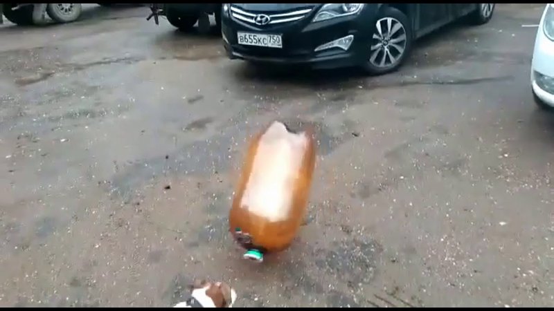 Пес и пивная кега