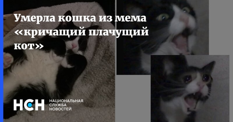 Мемы с кошками