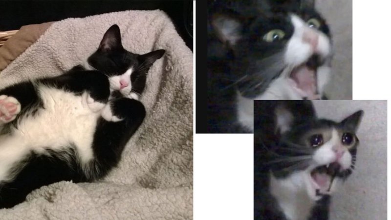 Плачущий кот