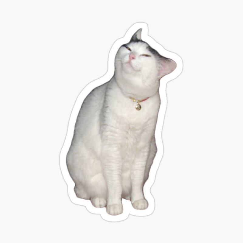 Кот Мем на прозрачном фоне