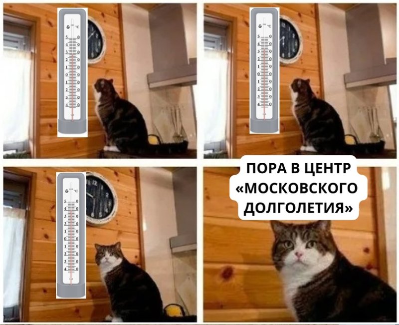 Кот опаздывает