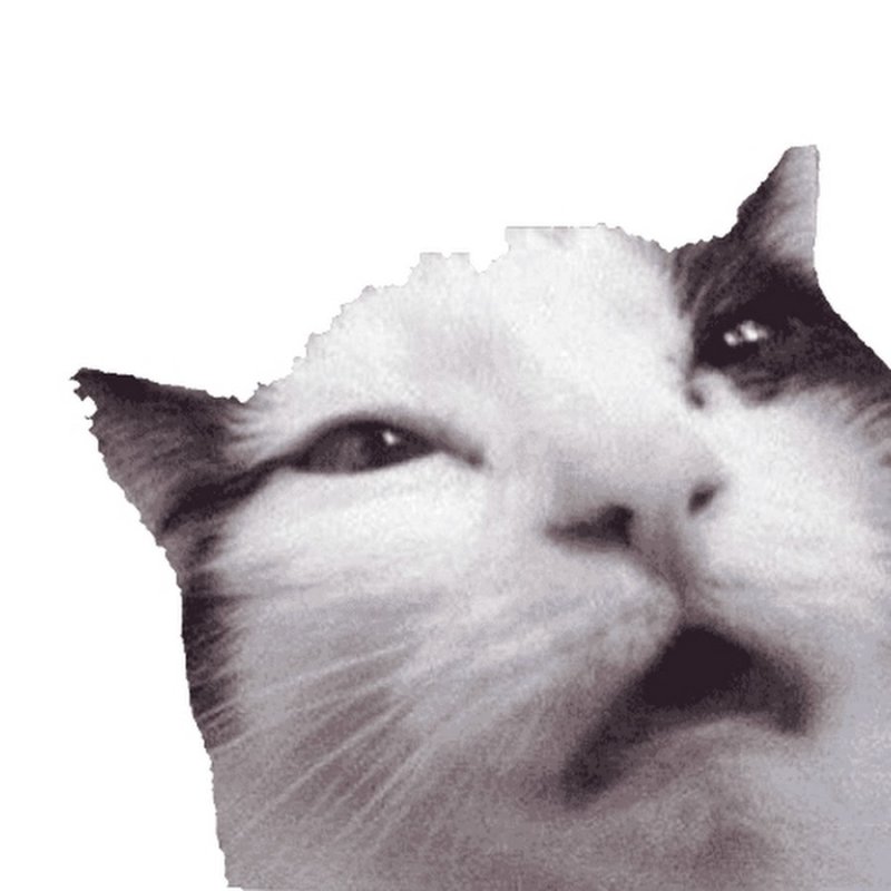 Cat Sticker PNG