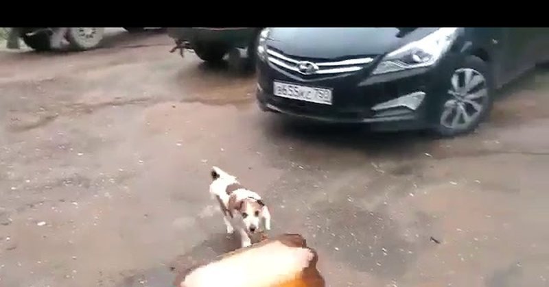 Собака и кега из под пива