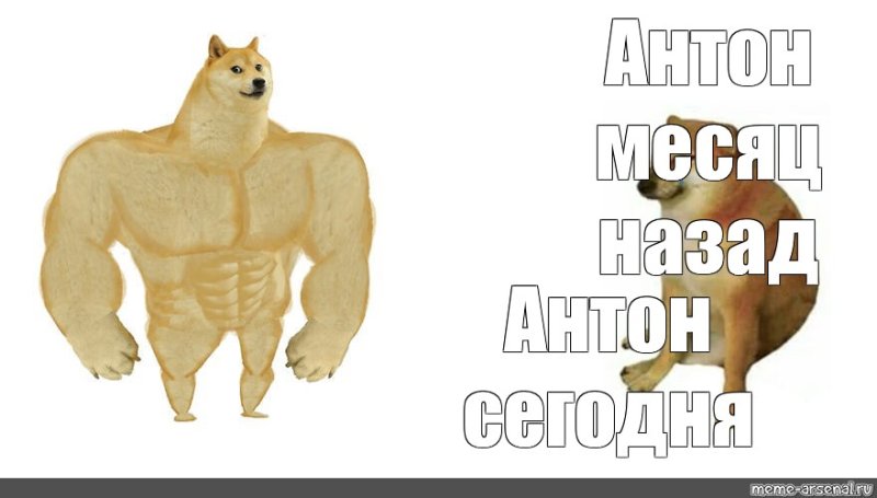 Мемы собака качок