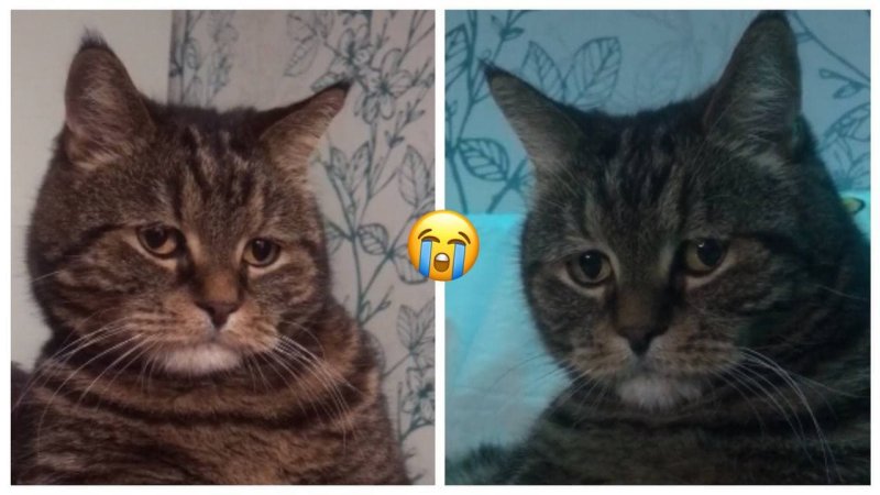 Коты мемы в плохом качестве