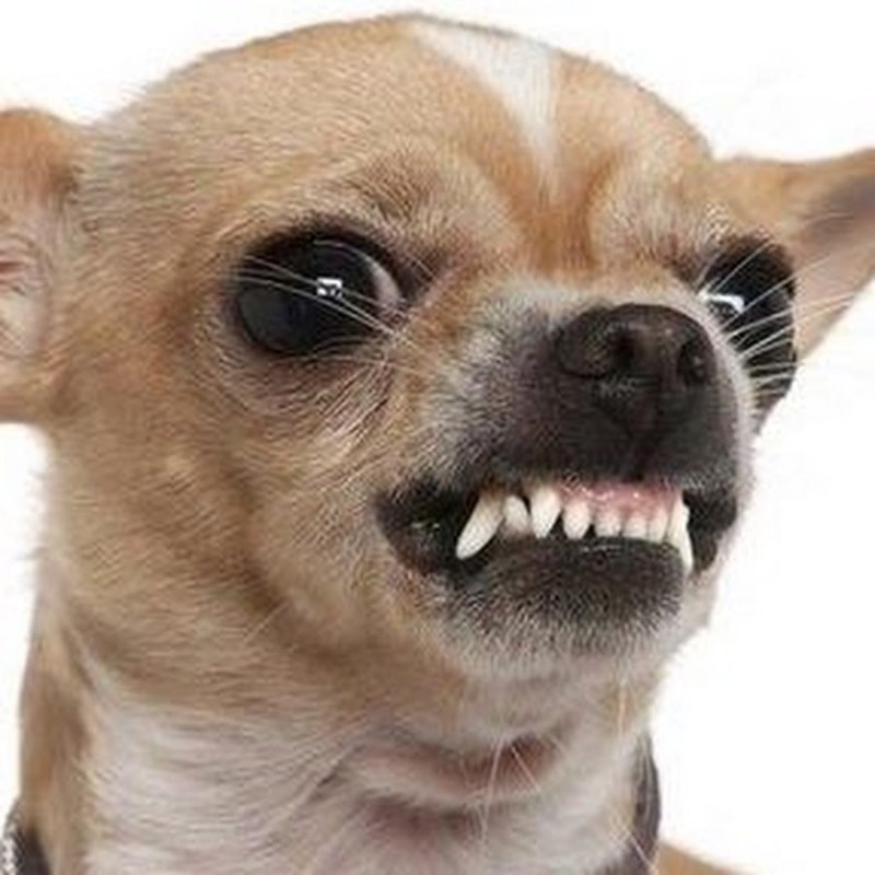 Собака чихуа злая