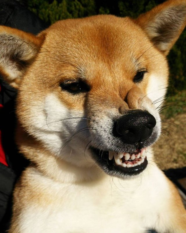 Акита Шиба ину
