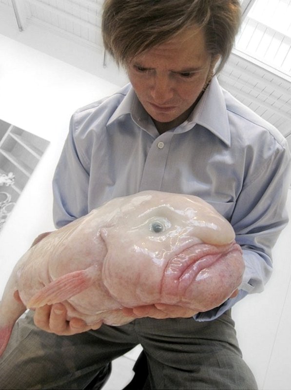 Глубоководная рыба psychrolutes marcidus