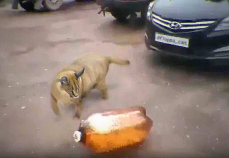 Собака из мема с кегой