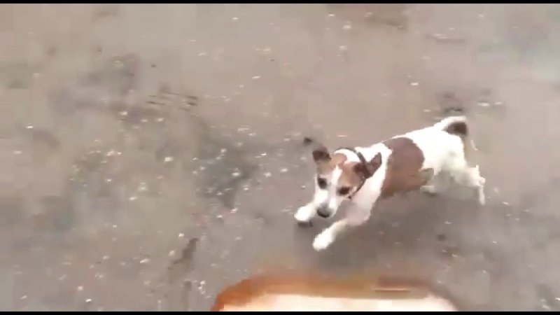 Собака которая взорвала бутылку