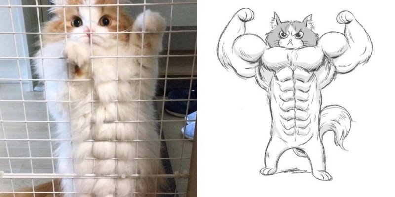 Накаченный кот