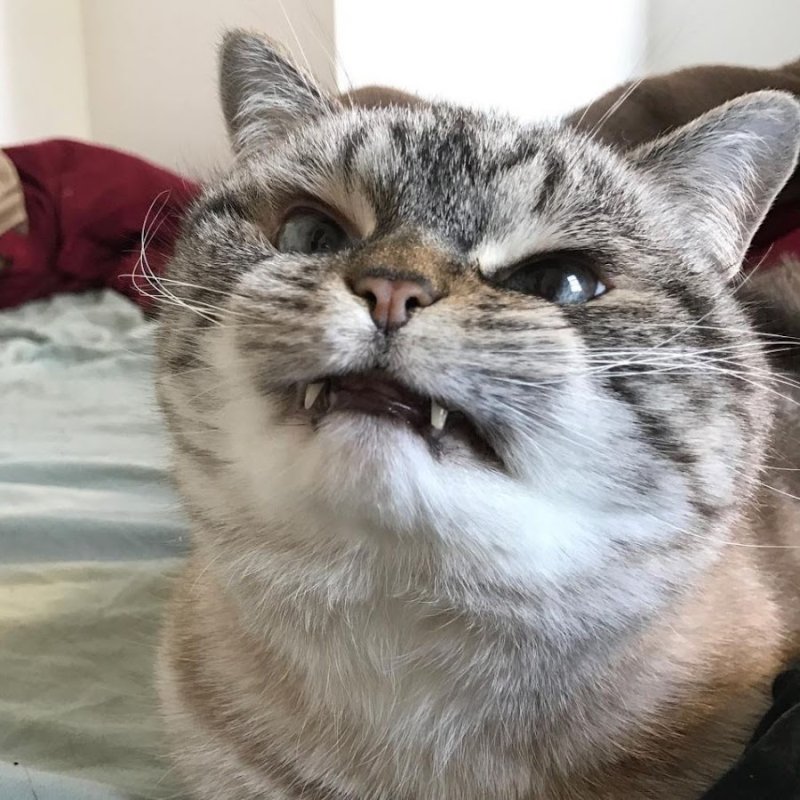 Довольный котик