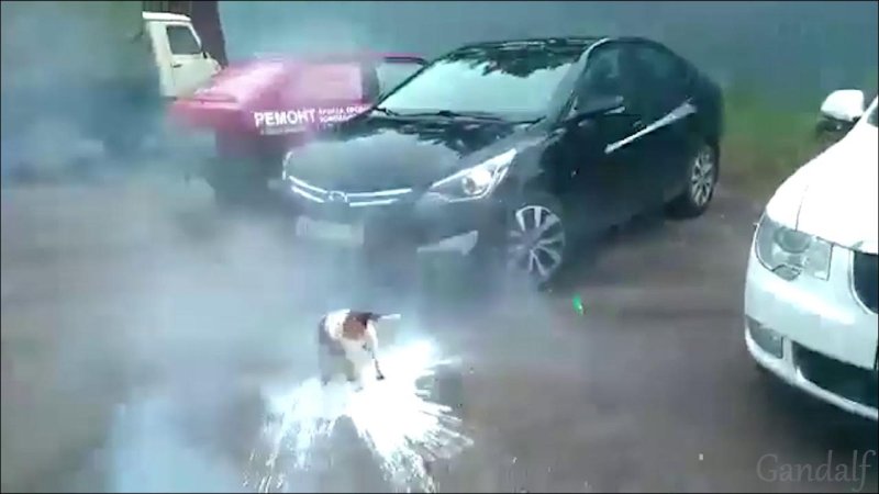 Собака взорвала пивную кегу