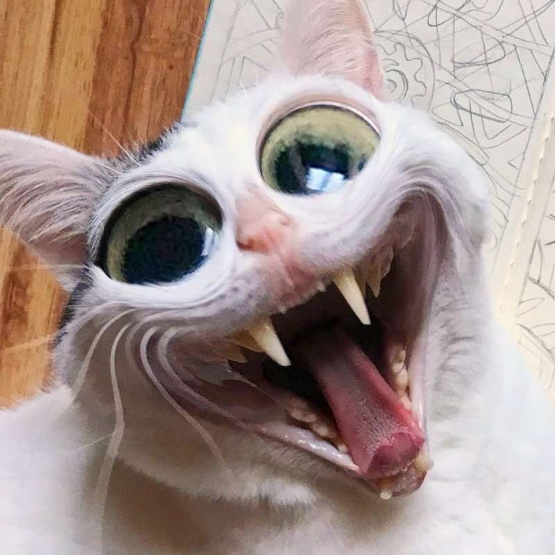 Угарные коты