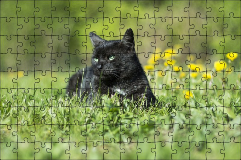 Кот с одуванчиком во рту