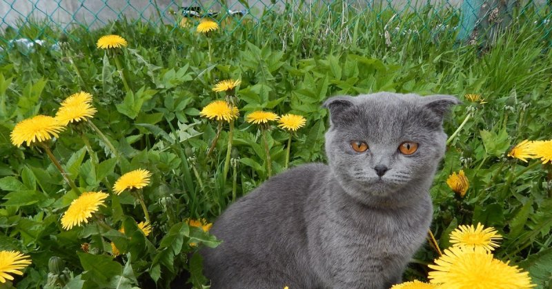 Кот и одуванчик