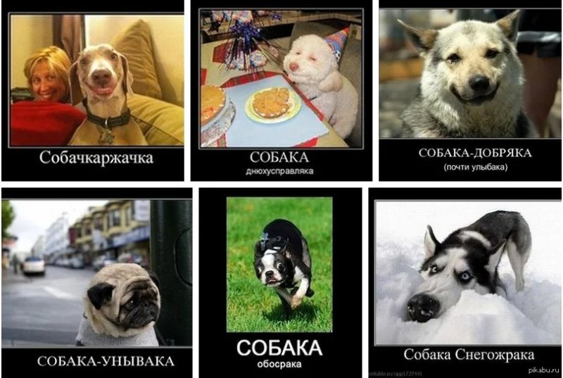 Мемы с щенками