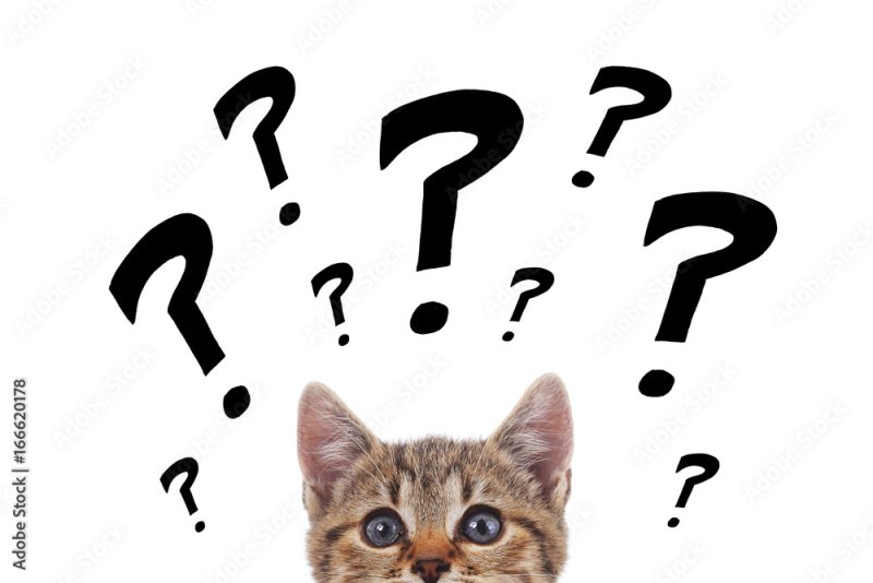 Котик с вопросом
